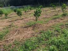 Hình ảnh Hàng ngộp lai hưng bàu bàng dt:4.460,91m2 cần bán gấp