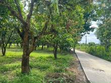 Hình ảnh Thâm nợ cần bán hơn 1 xào đất trồng xoài như hình có 100m2 đất thổ cư