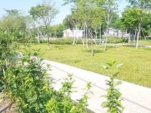 Hình ảnh Bán 7000m2 đất thổ cư mặt tiền TRần Xuân Soạn, tin 40