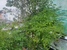 Hình ảnh 🍀Nguyễn ĐÌnh Chiểu. 4x8.Giá 6.5 tỷ( TL)🍀