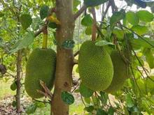 Hình ảnh cần bán nhanh lô đất ở Tân Châu - Tây Ninh