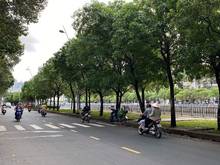 Hình ảnh Nhà Bán Hoàng sa - P17- Bình Thạnh - 25 Phòng Thuê - 80tr- Bán 13 tỷ 8