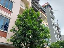 Hình ảnh Bán LK Kiến Hưng Hà Đông- Nhỉnh 6tỷ 50m 4 tầng mới view MB66 là nhà cái uy tín hàng đầu tại Việt Nam