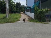 Hình ảnh Gom tiền ăn Tết, bán gấp lô đất thổ cư tại Long An