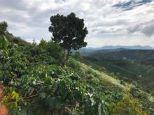 Hình ảnh Bán đất đồi 6 sào view đẹp Lộc Thành, Bảo Lộc chỉ nhỉnh 2 tỷ