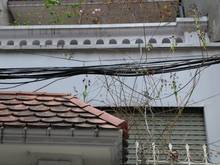 Hình ảnh Cho thuê nhà nguyên căn 80m2 Nguyễn Ngọc Vũ