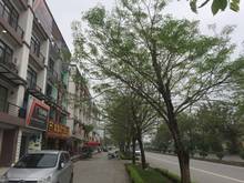 Hình ảnh Shophouse Trịnh Văn Bô, Nam Từ Liêm 115m x 5T - 17 Tỷ