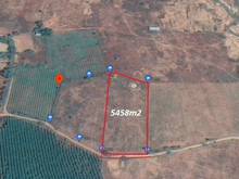 Hình ảnh Bán 5458m2 đất vườn cách QL1A 700m, SHR, ngay khu trồng thanh long