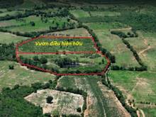 Hình ảnh Bán 12.463m2 đất cây lâu năm Hồng Liêm, có ao, vườn sẵn siêu đẹp