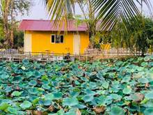 Hình ảnh Hàng hiếm nhà ở homestay view ao sen có sân trồng rau