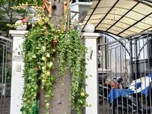 Hình ảnh cho thuê biệt thự khu Nam Viên, 126m2, gần trường, nhà đẹp.