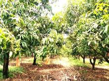 Hình ảnh Càn bán vườn xoài 1005m2, mặt đường ô tô 20m, gần dân, sổ sẵn.