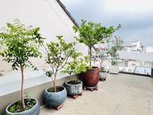 Hình ảnh Bán gấp Biệt Thự hẻm 309 Nguyễn Văn Trỗi, P1, Tân Bình,8x20m; 33 tỷ TL