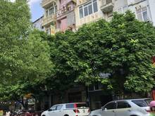 Hình ảnh Cho thuê mặt phố Tú Mỡ, Cầu Giấy 60m2, 7 tầng, thang máy, 40 triệu