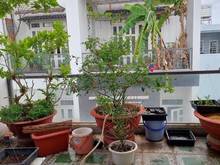 Hình ảnh Hẻm XH Phạm Văn Bạch Tân Bình 210m2 Chỉ 10 tỷ 800tr Ngang 10m Nở Hậu