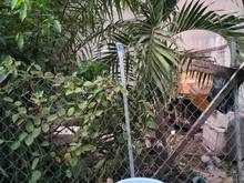 Hình ảnh Chính Chủ Bán Đất Nguyễn Thị Búp 56mz,ngan 5,3.6 tỷ Tân Chánh Hiệp Q12