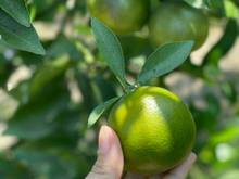 Hình ảnh Vườn quýt tại Ngọc Định, sổ sẳn, điện nước đầy đủ, ô tô đi tới vườn.