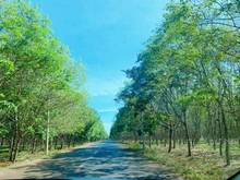 Hình ảnh Chủ ngộp gửi lô đất full hồng, đường bê tông, sổ sẳn, điện nước đủ.
