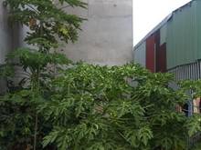 Hình ảnh Bán đất hẻm NGÔ CHÍ QUỐC, P.BÌNH CHIỂU THỦ ĐỨC - 69m2