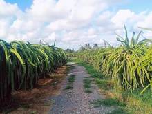 Hình ảnh Bán khu đất vườn, đất wiew biển ở xã Hồng Thái huyện Bắc Bình Tỉnh Bìn