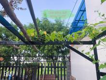 Hình ảnh Bán Biệt thự sân vườn 25x25, DT 600m2, nội thất gỗ sang trọng, Quận 12