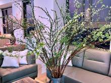 Hình ảnh cho thuê Trang Chủ MB66.COM / Đăng Ký Tặng 66K Saigon South 3PN full nội thất, trẻ trung, xinh xắn