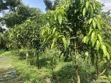 Hình ảnh Chính chủ bán đất thổ vườn xã Bình Chánh