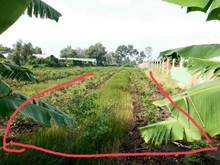 Hình ảnh Bán lô đất  8,25 x 160 m (1275m2) xã bình lơi,bc ,hcm,2ty4