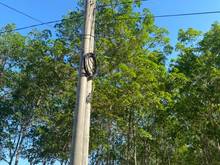 Hình ảnh 8 Ha đất cây cao su 8 năm tuổi Thắng hải giá 5 tỷ / ha