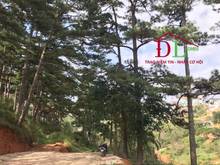 Hình ảnh Bán đất Khe Sanh P10 Đà Lạt view thung lũng đắt giá tiện kinh doanh