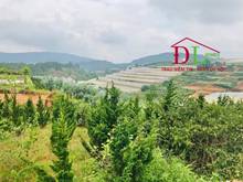 Hình ảnh Bán đất nghỉ dưỡng 2 mặt tiền Măng Lin phường 7 Đà Lạt view đồi thông