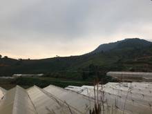 Hình ảnh Đất nền biệt thự, ngay thị trấn Lạc Dương, view đồi thông bao quát, TP