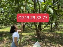 Hình ảnh Chị gái cần bán gấp vườn xoài đã thu hoạch được đối diện KCN Định Quán