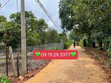 Hình ảnh Vườn xoài 2203m full hồng sẵn 200m thổ cư gần hồ Trị An , SHR bao cc