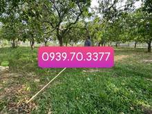Hình ảnh Bán vườn xoài 1002m SHR đường xe tải vào tận nơi cách QL20 700m