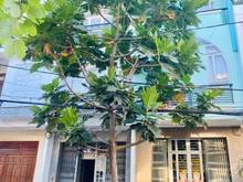 Hình ảnh Mua chung cư bán nhà đất,Phạm Thế Hiển Phường 7 Quận 8 1tỷ380
