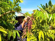 Hình ảnh Đất Chính Chủ 2,8hecta Đất Cafe /Cây Ăn Trái,SHR,Có Sẵn Nhà Ở
