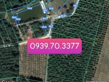 Hình ảnh Bán gần 1,1ha sẵn 100 thổ, nhà C4, nhà yến, 2 ao cách QL20 800m