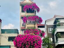 Hình ảnh Bán nhà Kim Giang, 39 m2, 5 tầng, 4.3 tỷ, ngõ rộng, ô tô vào nhà