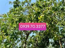 Hình ảnh Bán  vườn xoài 1419m ngang 45,5 đất trồng xoài sau lưng UBND xã La Ngà