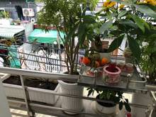 Hình ảnh Sở hữu nhà đẹp 1 lầu hẻm thông ba gác Huỳnh Tấn Phát