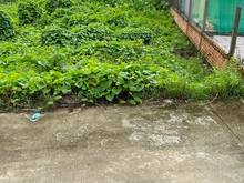 Hình ảnh Rạch Đường Gỗ đường Nguyễn Văn Quy (790tr), Phú Thứ, Cái Răng, Cần Thơ