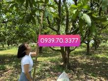 Hình ảnh Kẹt tiền bán lỗ 300tr 1102m sẵn 100 thổ sau UBND xã LA Ngà, QL20 900m