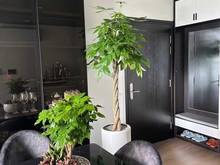 Hình ảnh Cần tiền bán gấp 2PN + 60m2 có sổ hồng 2 tỷ 115