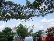 Hình ảnh Cho thuê Tòa Nhà Ngay Khu Vực Trung Tâm Hẻm nội bộ, Nguyễn Giãn Thanh