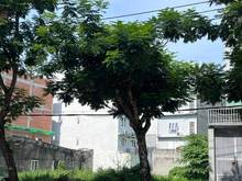 Hình ảnh Khai trương 25 nền đất dự án đường Hùng Vương, P9, Quận 5, sổ sẳn 80m2