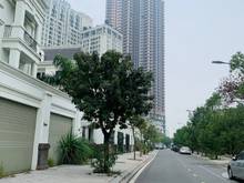 Hình ảnh Cho thuê nhà Roman Plaza, Đường Tố Hữu. Dt 85m2 MT 6m, 5 tầng