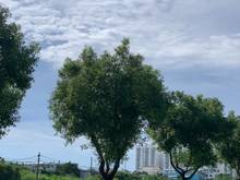 Hình ảnh Đất vàng 89m2 Nguyễn Duy Trinh, Bình Trưng Đông, Q 2, giá 3tỷ200, shr.