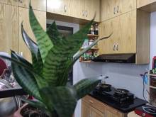 Hình ảnh Bán Trang Chủ MB66.COM / Đăng Ký Tặng 66K Tara Residence,Q.8 giá 1.831 tỷ 77m2.