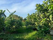 Hình ảnh Bán 1000m2 MT Bình Hoà - Cây Dương giá 5,2 tỷ SHR view sông Đồng Nai